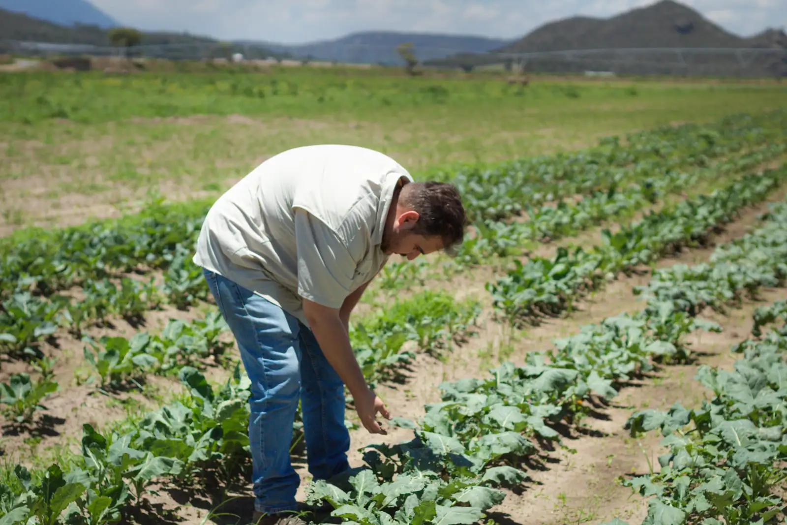 Revisión de la hoja en un surco de brócoli, en campo abierto