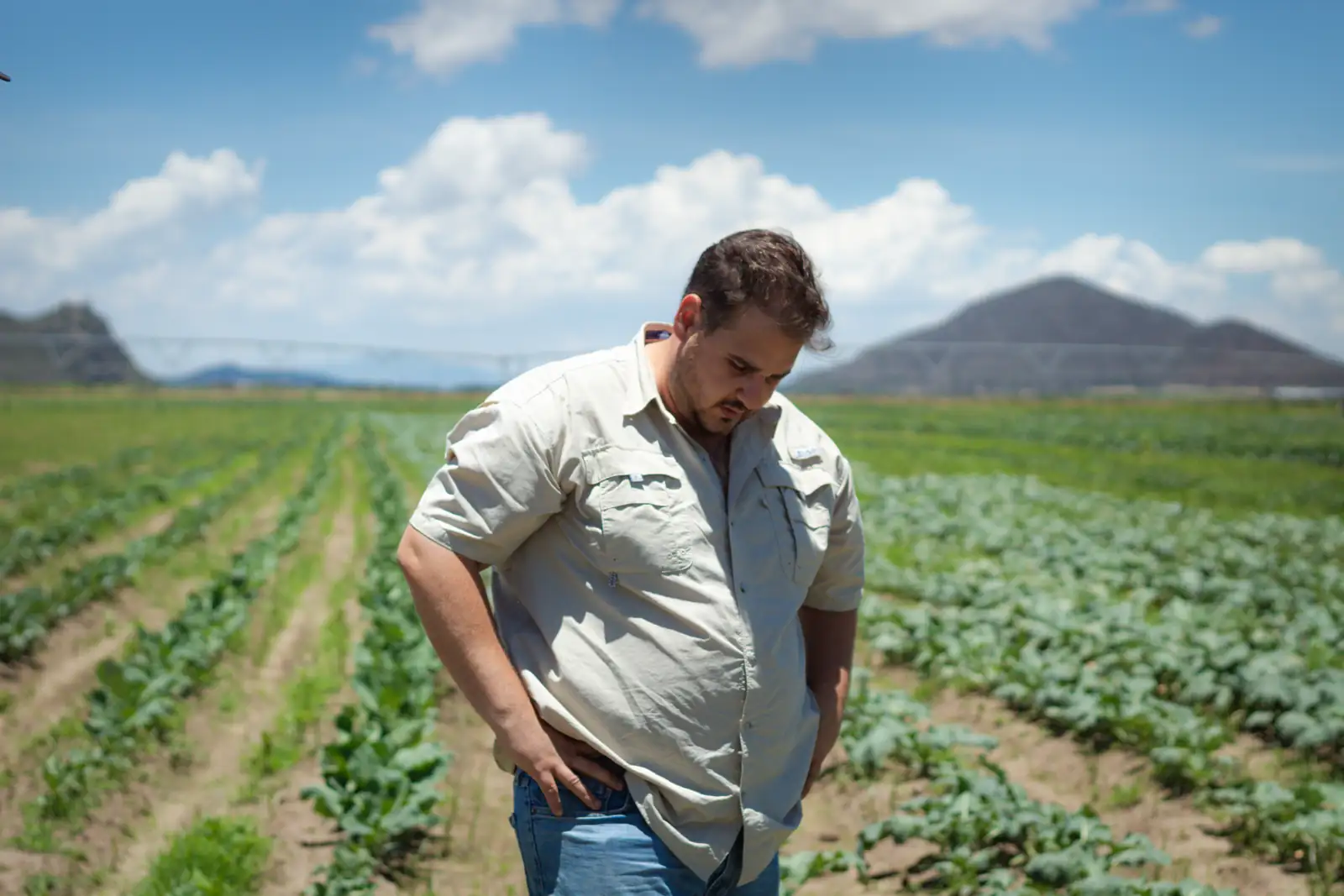 Un ingeniero de Agrifor de pie entre los surcos, con el cerro y el pivote de riego atrás